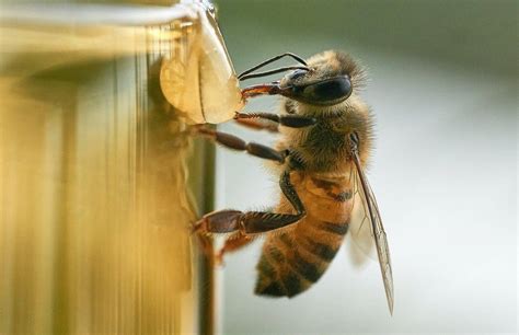 Guide to Feeding Bees Sugar Water - Beekeeping 101