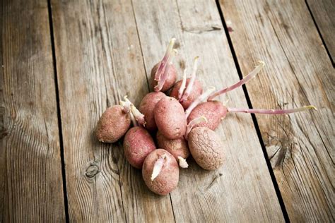 Is It Safe to Eat a Sprouted Potato?