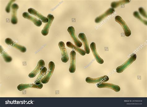 Scientific Image Bacteria Corynebacterium Showing Their Stock ...