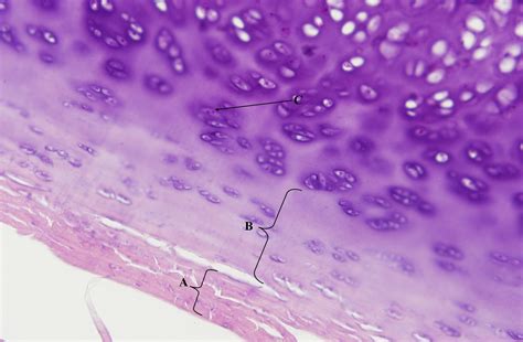 Hyaline Cartilage Connective Tissue Trachea