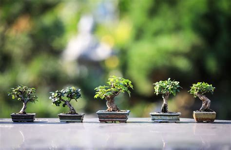 A Beginner's Guide to Bonsai Tree Care - Areas of My Expertise