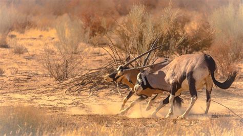 Kgalagadi Transfrontier Park | Sima Safari