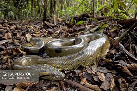 Green Anaconda (Eunectes murinus) in rainforest leaf litter, Amazon ...