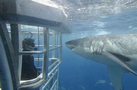 Shark Cage Diving, South Australia