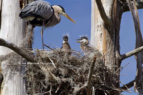 Ann Brokelman Photography: Great Blue Heron on nest with 2 chicks ...