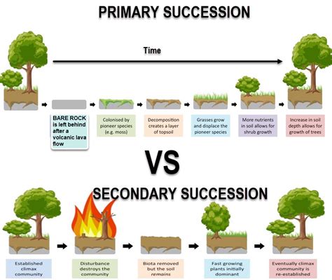 Ecology Succession Worksheet Answers - Printable Word Searches