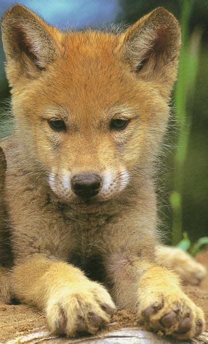 wolf cub | Little Zoo | Pinterest | Wolf, Animal and Zoos