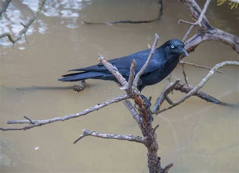 Australian Blue eyed raven stock image. Image of blue - 113868069