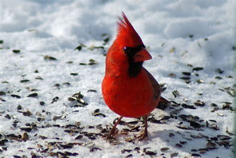 Red Male Cardinal - photo by Adele | Critter, Animals, Birds