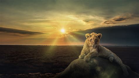 1080x2246 Resolution White Lion 1080x2246 Resolution Wallpaper ...