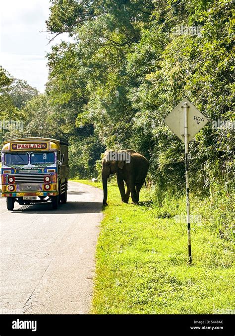 Wild animals crossing Stock Photo - Alamy