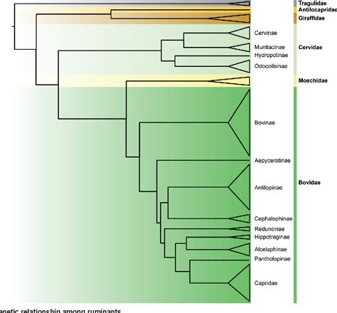 [PDF] Genomic insights into ruminant evolution: from past to future ...