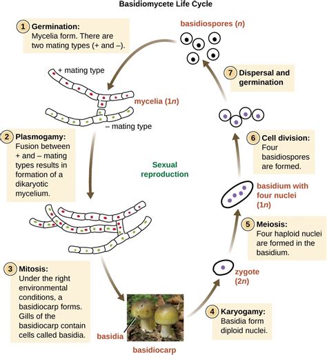 Fungi | Microbiology