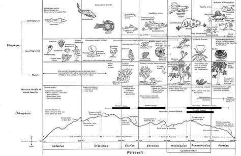 Paleozoic timeline