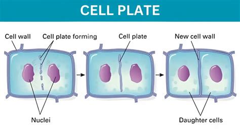 Cell Plate - Structure, Formation and Function » BIOLOGY TEACH