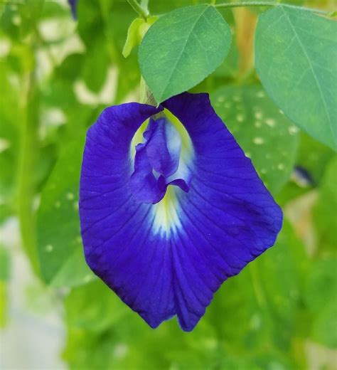 Amazon.com : Butterfly Pea Vine Seeds: Rich Royal Blue, Clitoria ...