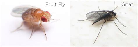 Fruit flies and gnats: what's the difference? | Get rid of them