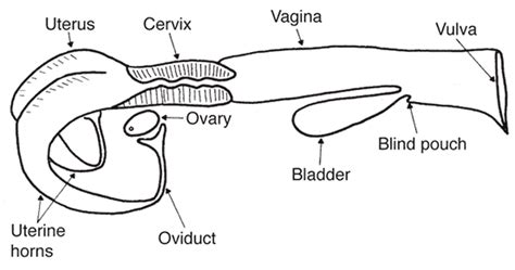 Uterus Cow Anatomy - All About Cow Photos