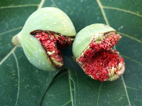 Figs Won't Get Ripe: Why Figs Stop Ripening On The Tree