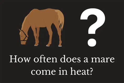 How often does a mare come in heat? | Quick Answer