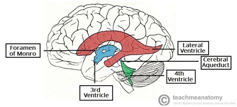 Meningite e Encefalite