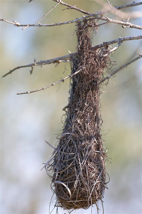 Altamira Oriole Nest! Bentsen SP, TX | S Harvell | Flickr