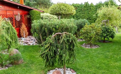 Dammann's Garden Company – The 3 Types Of Small Trees And Why We Love Them