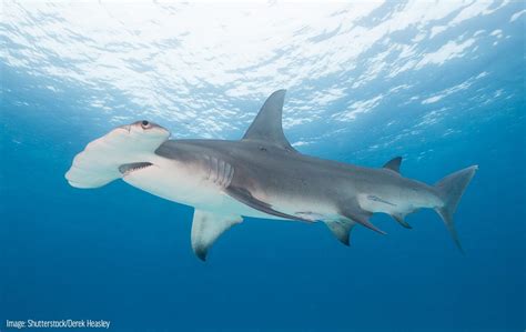 Great Hammerhead Shark Size