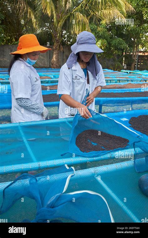 Pepper Farm Kampot Cambodia Stock Photo - Alamy