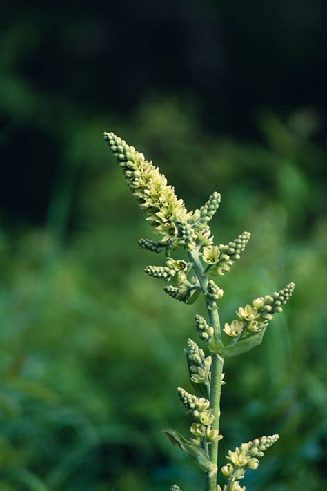 Mullein Flowers Buds Great - Free photo on Pixabay - Pixabay