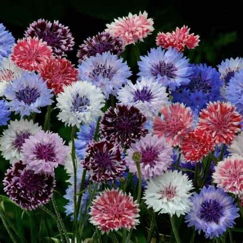 Bachelor's Button Classic Artistic - annual flower garden seeds ...