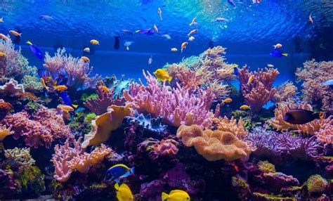 Dive Deep Into 50 Amazing Coral Reef Facts - Facts.net | Coral reef ...