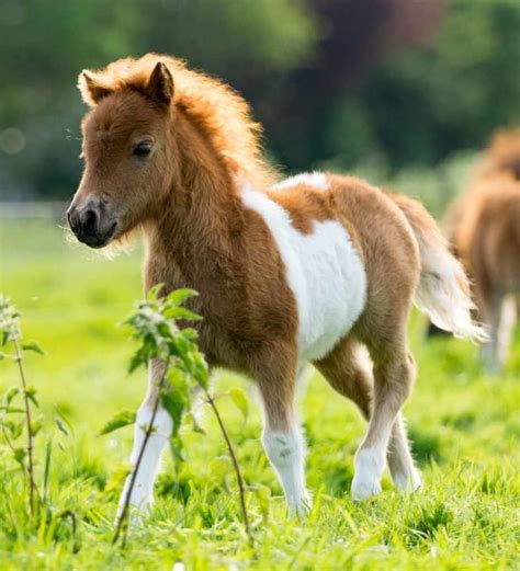 Is A Pony A Baby Horse? A Physical And Emotional Comparison