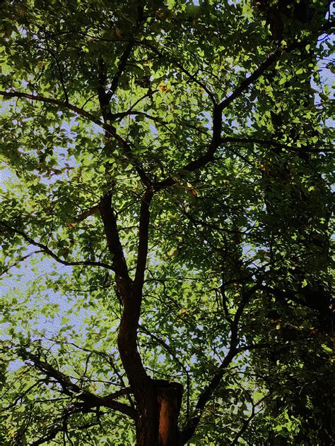 Late Summer Shade Through the Trees Photograph by Robert J Sadler - Pixels