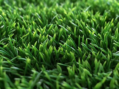 Types Of Zoysia Grass | Legacy Turf Farms