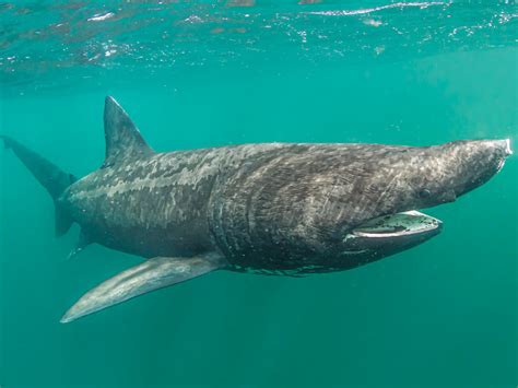 The Basking Shark | California Diving News