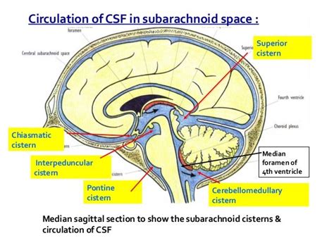 Brain CT Anatomy and Basic Interpretation Part II