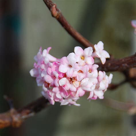 Viburnum bodnantense Dawn - Art's Nursery