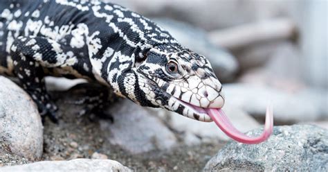 Beware! Invasive Tegu Lizards In South Carolina | Precision Predator ...