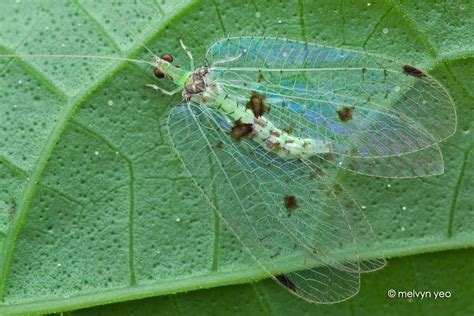 Lacewing by melvynyeo on DeviantArt