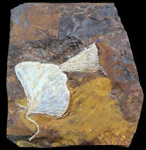 Fossil Ginkgo Leaves From North Dakota - Paleocene For Sale (#58991 ...