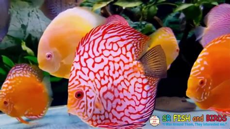 Discus Fish Breeding Tank - YouTube