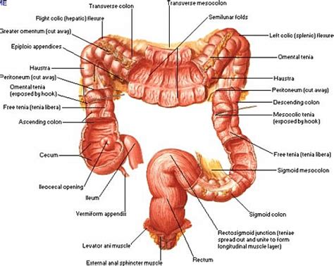 Upper/Lower GI Bleeding: Symptoms, Causes, Treatment and ...