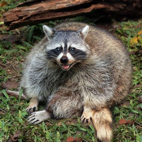 the laughing raccon | Cute raccoon, Raccoon funny, Cute animals