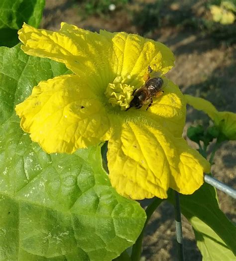 Loofah Sponge Organic Non-GMO Heirloom Farm Grown | Etsy