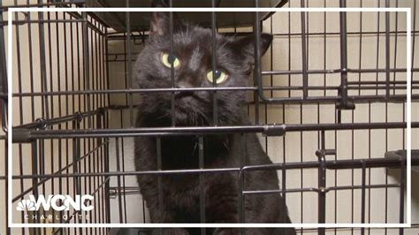 Lincoln County animal shelter overcrowded, seeking support | wcnc.com