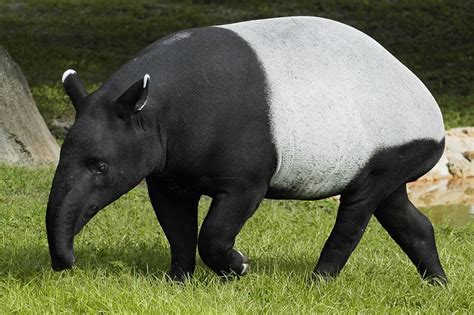 Malayan Tapir Facts, Distribution, Behavior, Adaptations