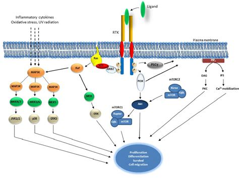 Ligand Binding to a Receptor Kinase Results in