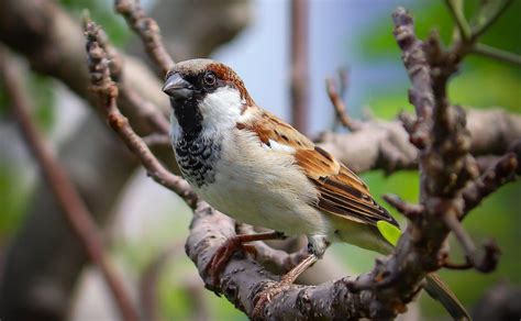 The Spiritual Meaning and Symbolism of Sparrows - BahaiTeachings.org