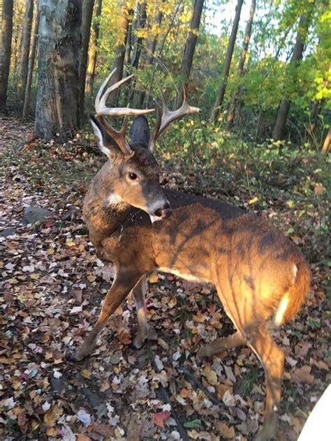 Man Takes Selfies With an 8-Point Buck and It Doesn't End Well - Wide ...